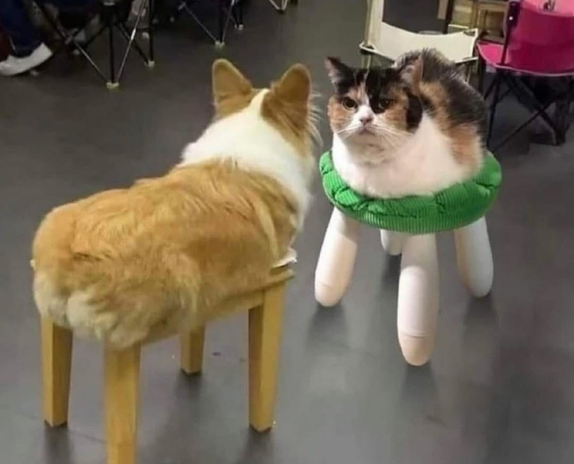 Savefatcats tweet media