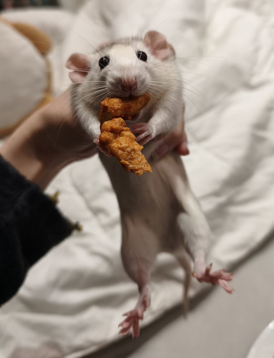 Riri Pipsqueak 🐀 tweet media