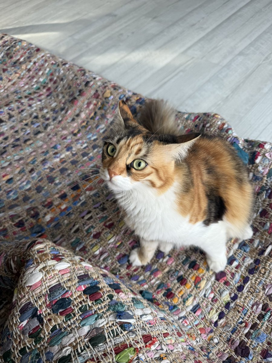 Awesome Possum 🇨🇾 tweet media