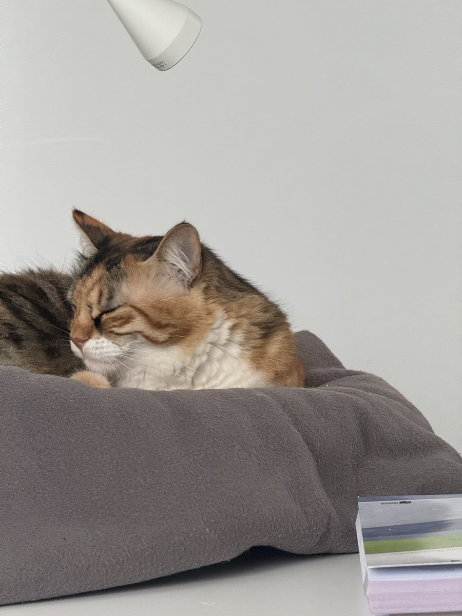 Awesome Possum 🇨🇾 tweet media