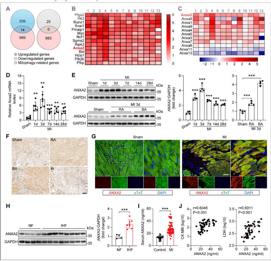 Circulation tweet media