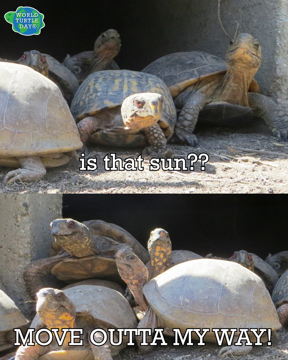 World Turtle Day® tweet media