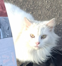 Sprite 🏴 tweet media