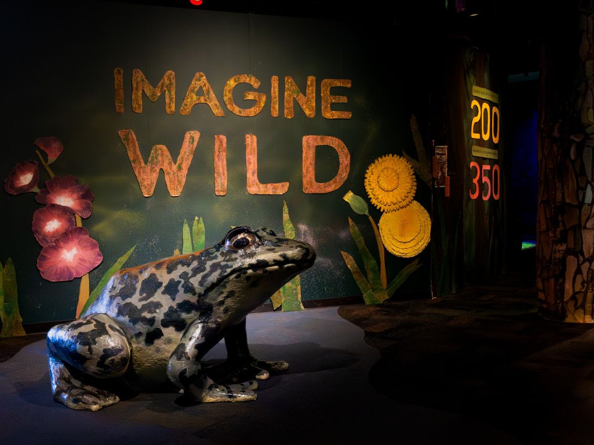 Hoppy #WorldFrogDay! Imagine Wild: Mountain Yellow-legged Frog is
