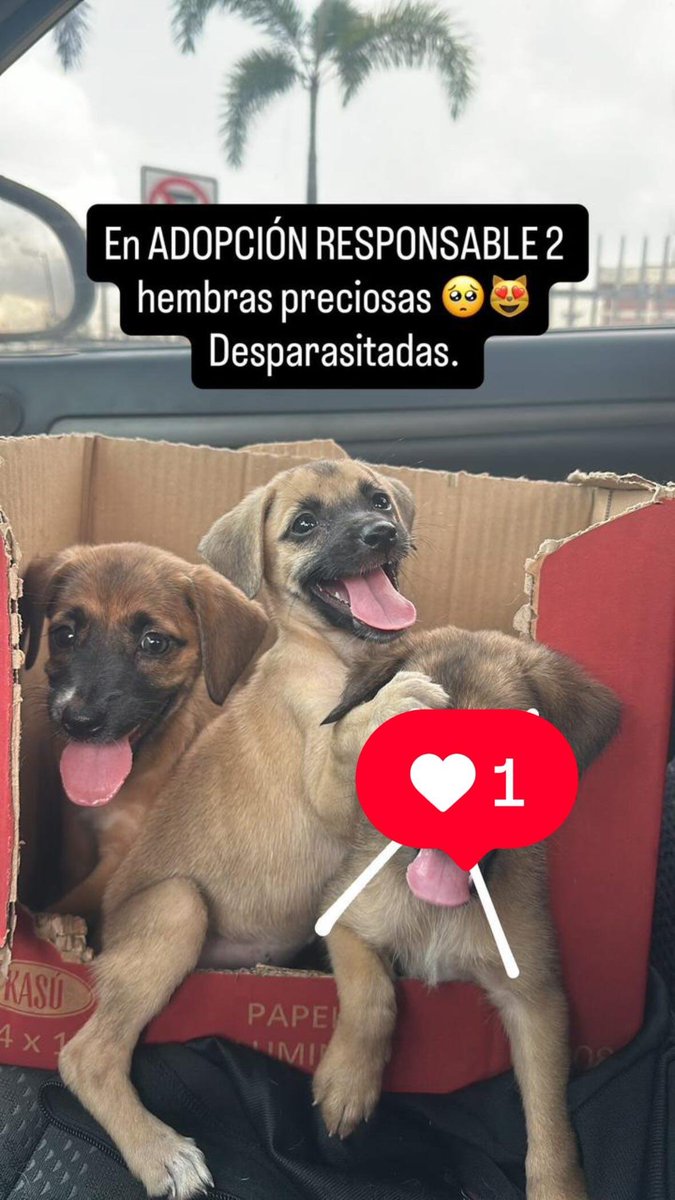 Emergencias Ec tweet media