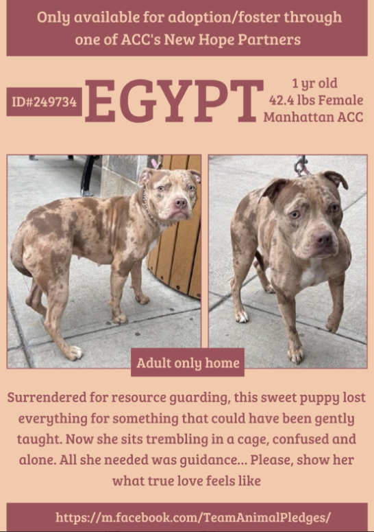 NMBewitched's tweet photo. Egypt๐๐ฏ
#NewDogontheBlock
https://t.co/mGYIqQlGX5
Rescue Only
#FosterMe
#Pledge4Rescue
What is w/ #NYC & merle #Pitties?
Poor Egypt๐ฅ
Bought to be a breeder๐คฌ
This #PuppyLove was a means to an end, never family
Her education lacks socialization, tough in a crate.
Really excited to have treats & toys
But she needs to learn to share, very easy to do; play games to trade high value items.
She is scared & that kills dogs
Help