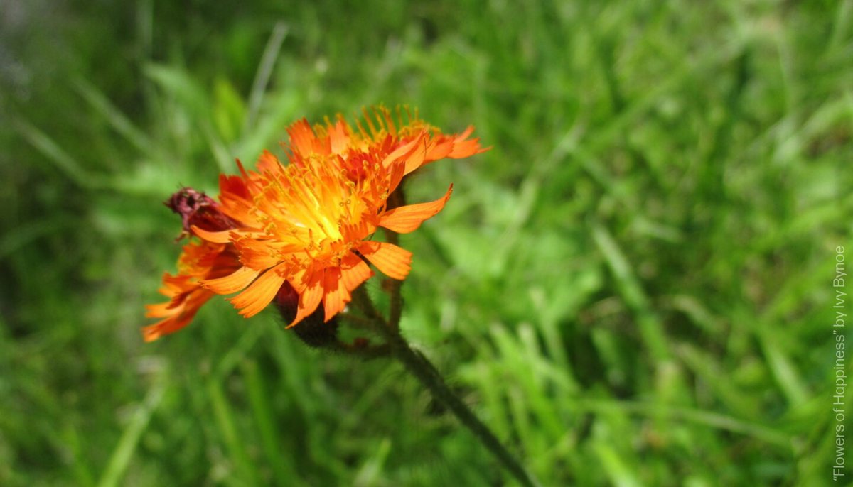 The Roberta Bondar Foundation tweet media