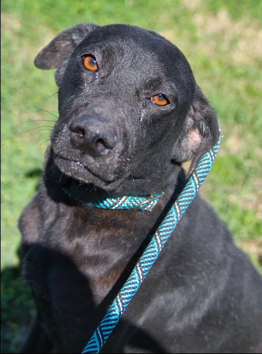 SamfromSpain♥️🐕🦮🐈‍⬛🐈 tweet media