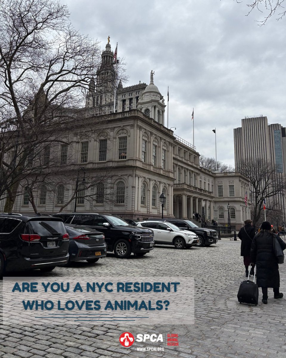 SPCA International tweet media