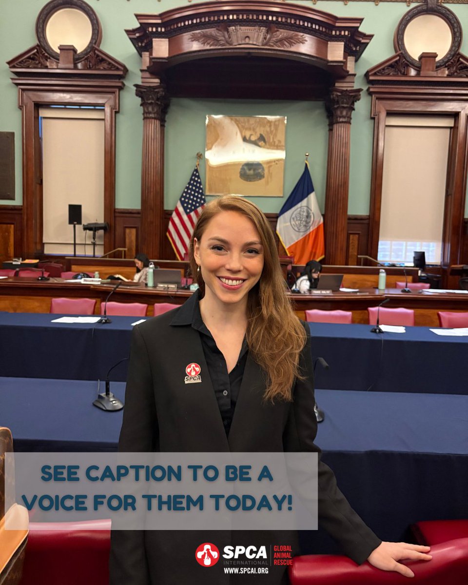 SPCA International tweet media