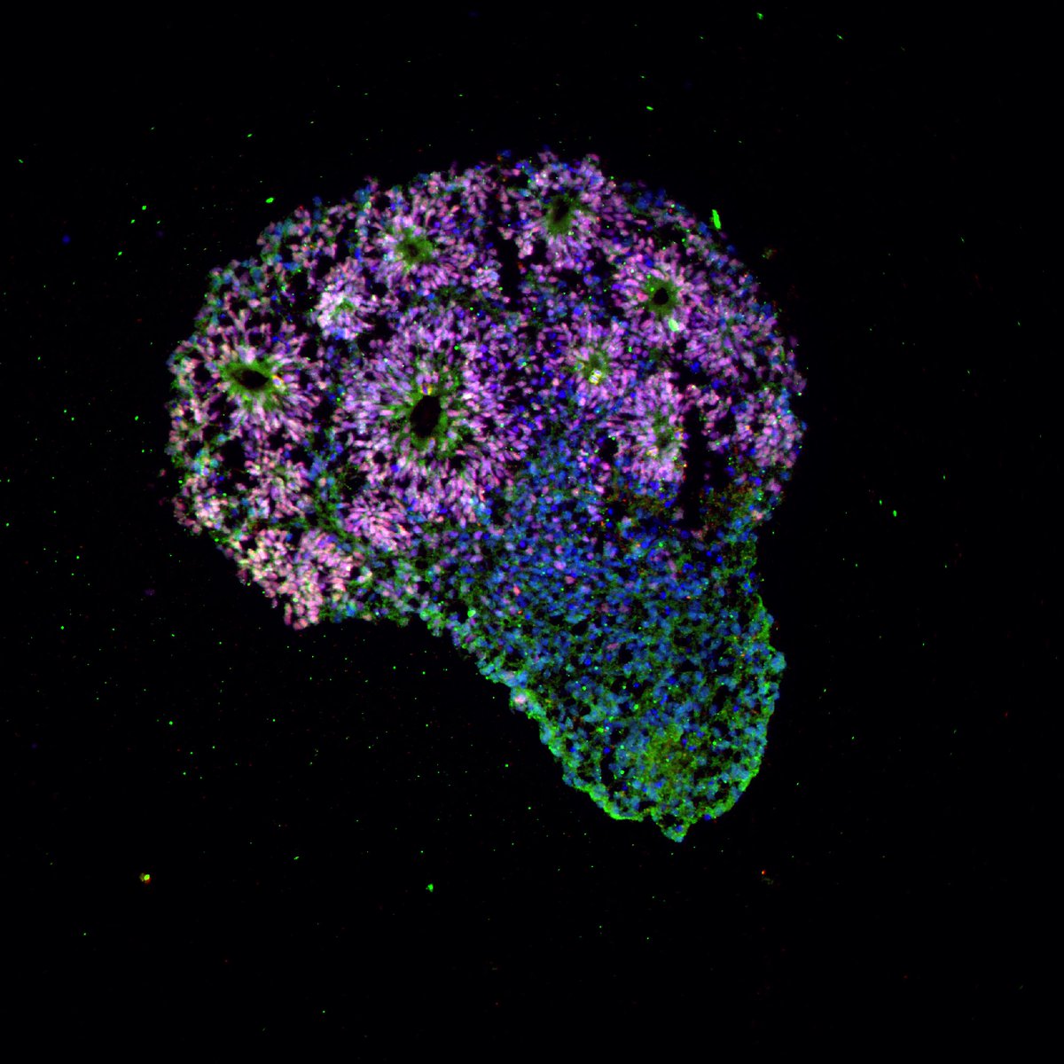 Proteintech Group tweet media