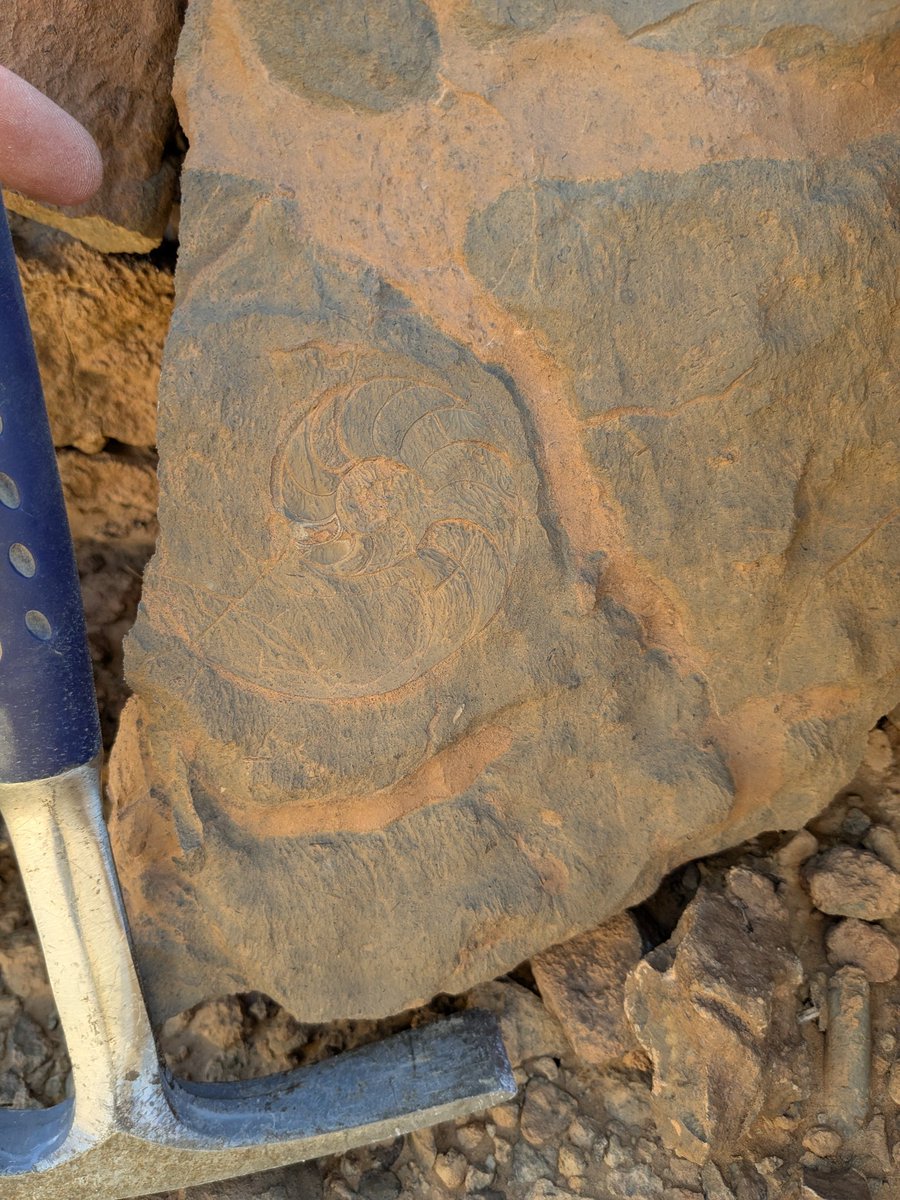 Dr. Joe Moysiuk tweet media