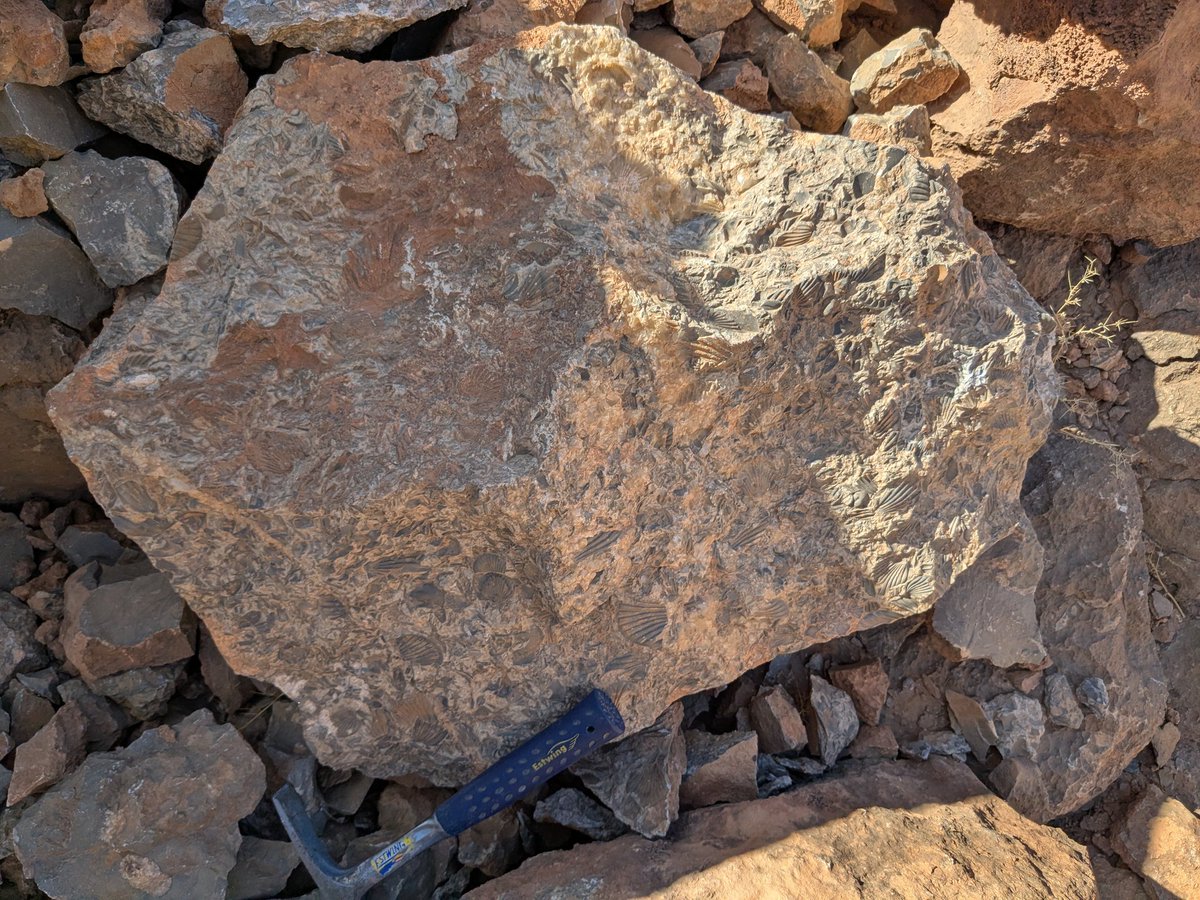 Dr. Joe Moysiuk tweet media