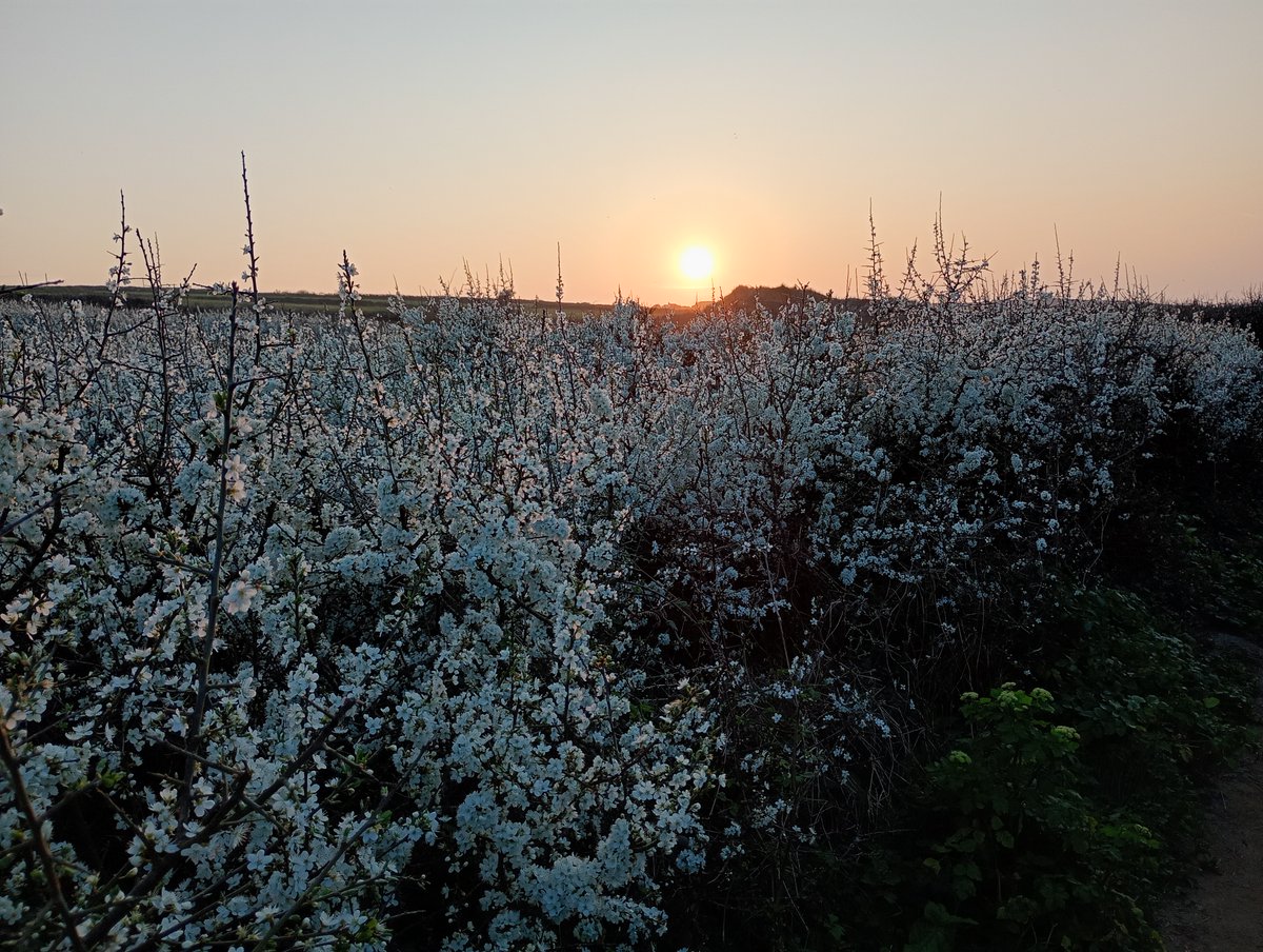 DriftwoodVegans tweet media