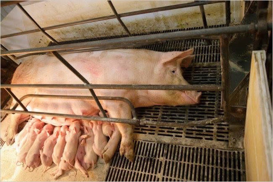 Maitre Christophe Gerard tweet media