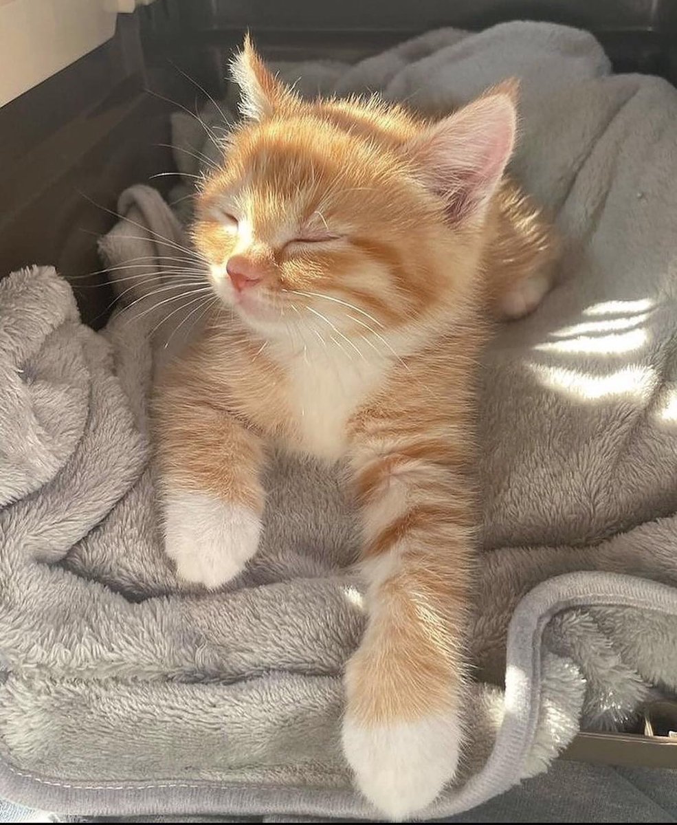 Punch Cat tweet media