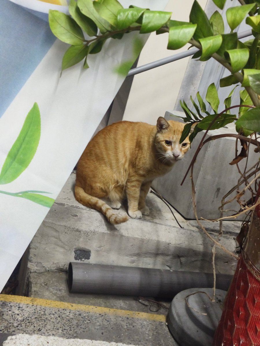 天秤小笨狗🐶 tweet media