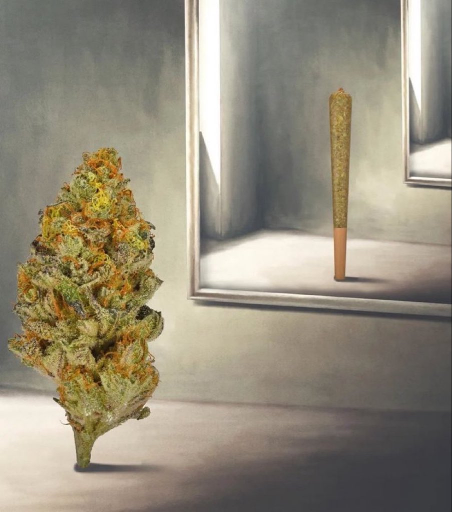 stonersvilla's tweet photo. https://t.co/gER0lpSvO4