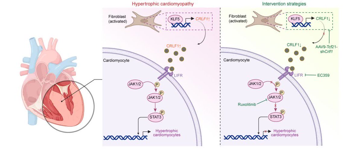 Circulation tweet media