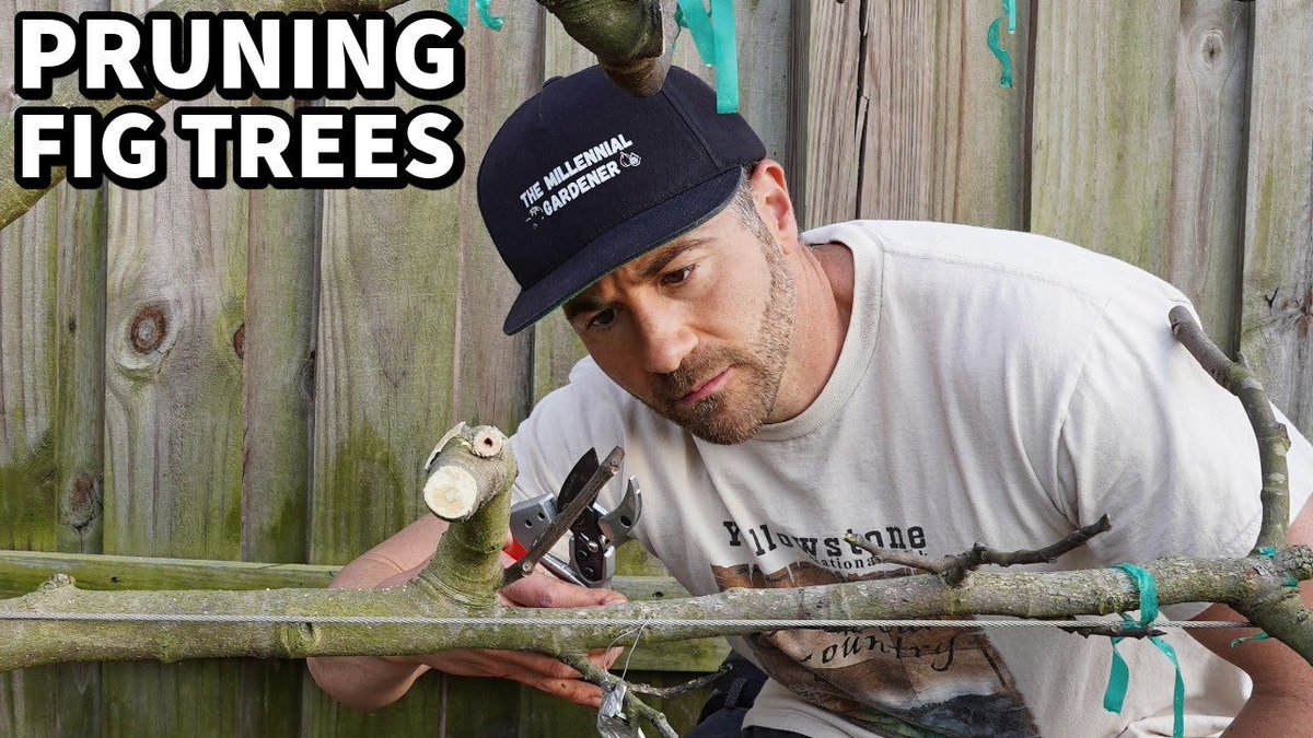 NCGardening's tweet photo. If you’ve ever wanted any of my FIG CUTTINGS, now is your chance! Today’s YouTube video is a complete guide on pruning #fig trees with a link to get the cuttings 👉
https://t.co/SCV1OvppPK
———
#figtrees #figtree #figs https://t.co/OXxLjyku8G