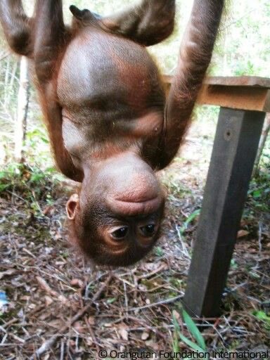 Orangutandrea tweet media