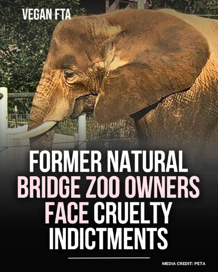 teamveganfta's tweet image. Former owners of the Virginia’s Natural Bridge Zoo have been indicted with several charges of animal cruelty. 🐘

👉 Find out more: veganfta.com/articles/2026/…

#zoo #boycottzoos #animalcruelty