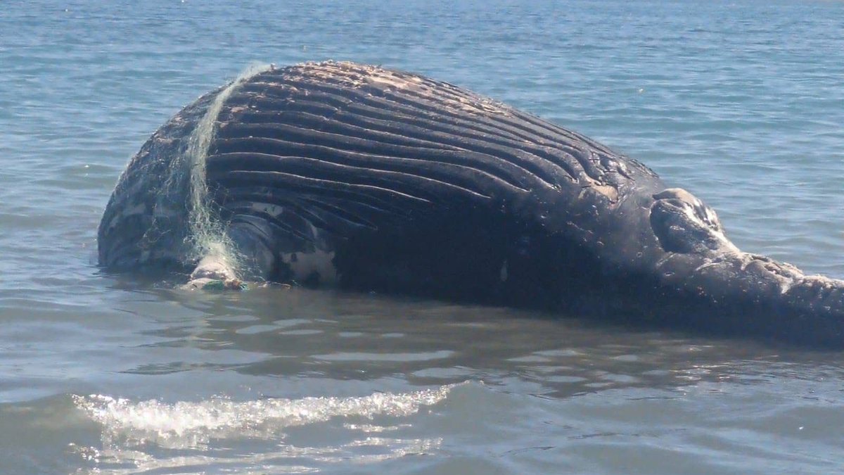 Otra ballena muerta en redes de pesca: el gobierno de Sheinbaum sin control del mar

Una ballena jorobada, fue encontrada enredada en un chinchorro en las inmediaciones del campo pesquero Punta Coyote en Baja California Sur.

Cuando una ballena quedó atrapada en una red de pesca