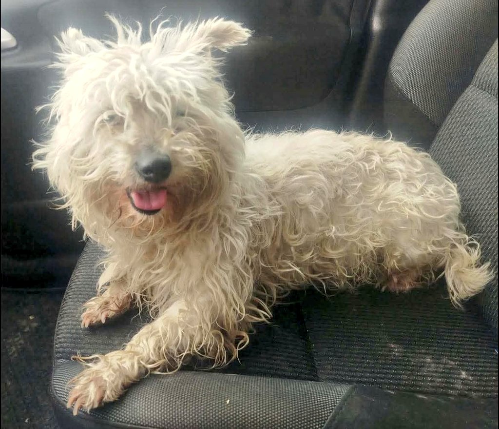 Second Chance Dog Rescue tweet media