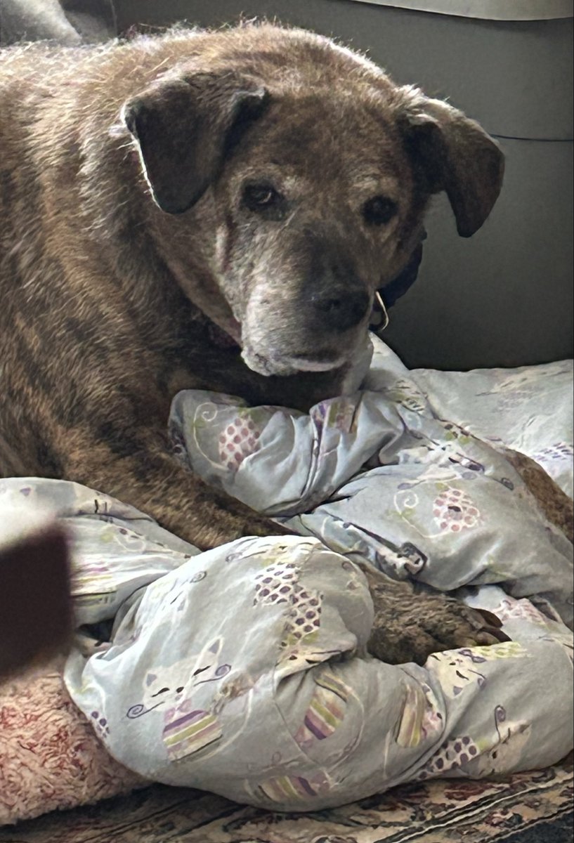 lisamawn's tweet photo. @TweeetsOfDogs My Bran Muffin just turned 15! She says Happy Birthday 🎂! https://t.co/fdgxpRDtX6