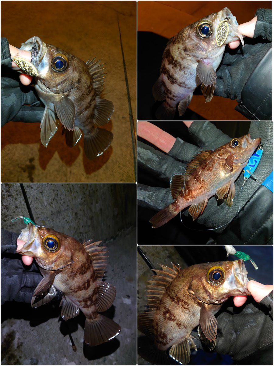 AriBoW_ss's tweet image. 3/20(金)17:30〜3/21㈯4:00 in牡鹿🦌
withす〜さん feat こまチモシー夫妻🎣

舘ひろしモードのスタートを切りましたが…今日あだすを救ってくれたのはそう…ビボシーでした😎

スプーンにトレーラーとしてペラピーを付けたら連チャン!!
自由に発想してみるもんですね😳

↓続く

#vivoczero
#PER-P