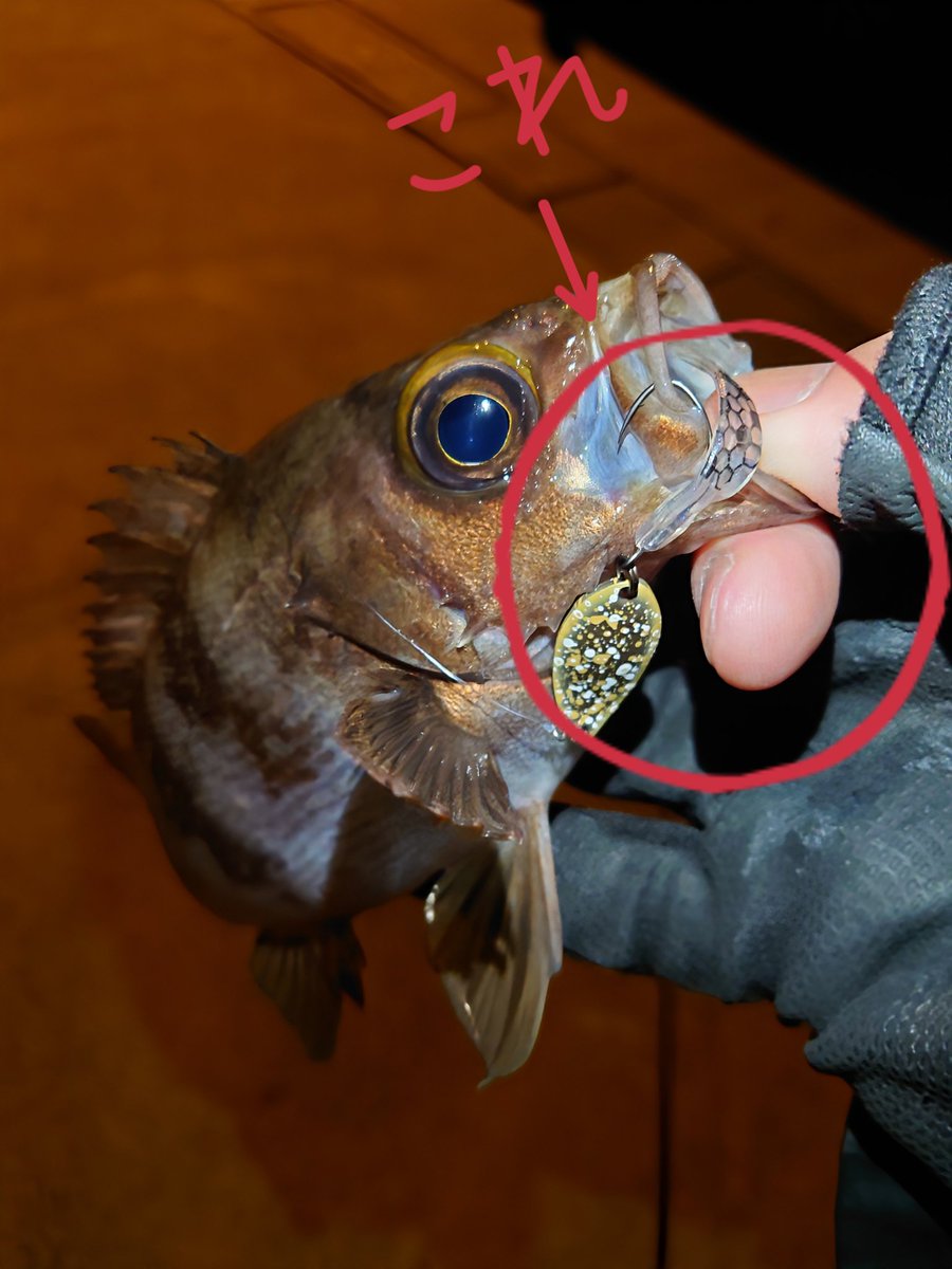 AriBoW_ss's tweet image. 3/20(金)17:30〜3/21㈯4:00 in牡鹿🦌
withす〜さん feat こまチモシー夫妻🎣

舘ひろしモードのスタートを切りましたが…今日あだすを救ってくれたのはそう…ビボシーでした😎

スプーンにトレーラーとしてペラピーを付けたら連チャン!!
自由に発想してみるもんですね😳

↓続く

#vivoczero
#PER-P