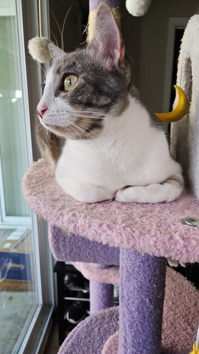 Brain pilled 🏳️‍⚧️ tweet media