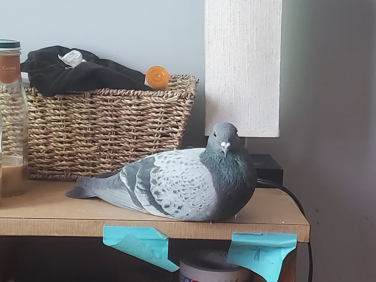 daggry ๐ฆโโฌ๐ฆ๐๏ธ๐ฆ๐ฆ๐ฆฉ tweet media