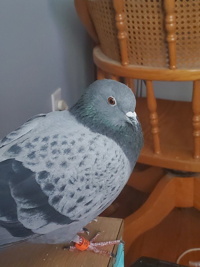 daggry ๐ฆโโฌ๐ฆ๐๏ธ๐ฆ๐ฆ๐ฆฉ tweet media