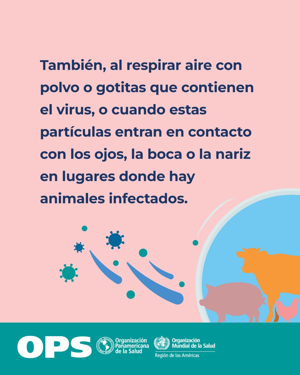 OPS/OMS Panamá tweet media