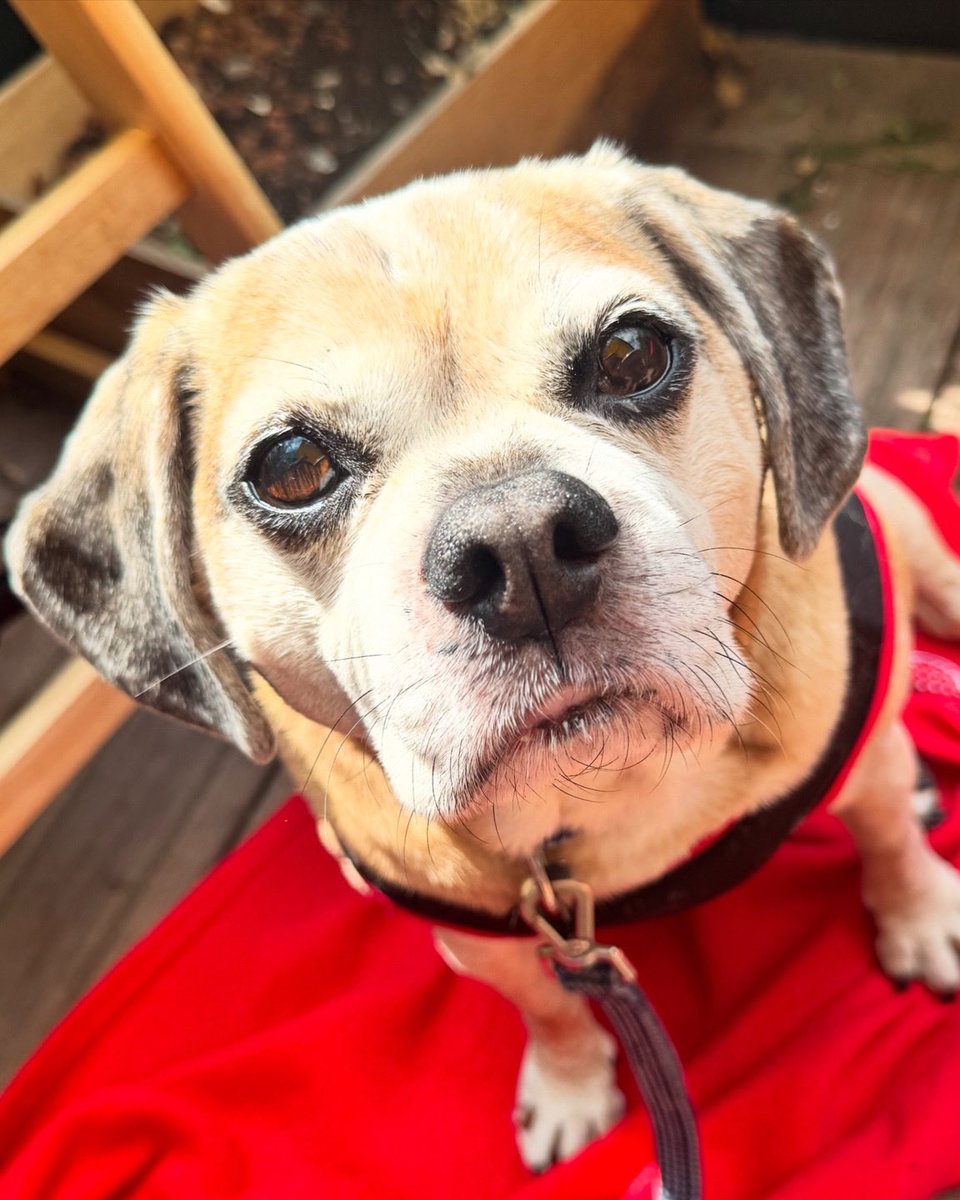 Dan Gopal tweet media