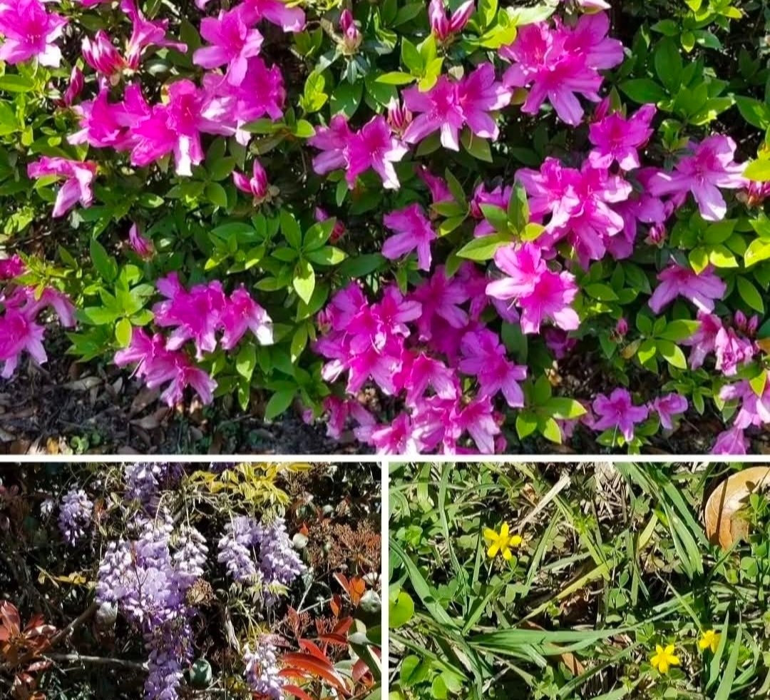 DianeGold2's tweet photo. The first day of Spring didn't disappoint! Warm gorgeous day, birds, butterflies, busy bees, and a hummingbird on the azalea bush. 🌺🦋🐝☀️ https://t.co/paUMMx9BGg