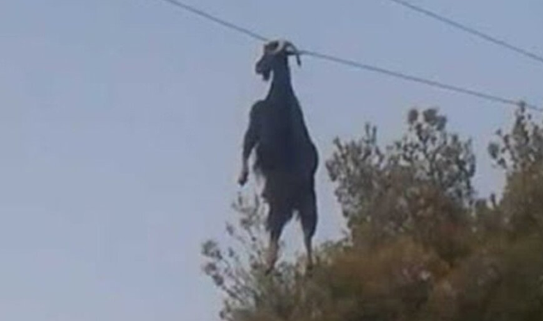 ليا ☆ tweet media