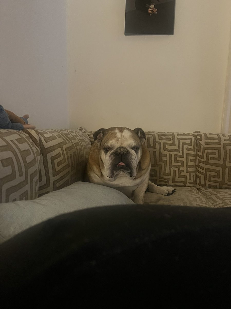 LordPuppyLawyer tweet media