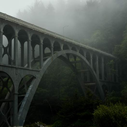 rhodendron tweet media