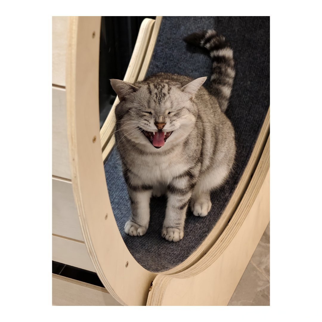 selma mehic tweet media