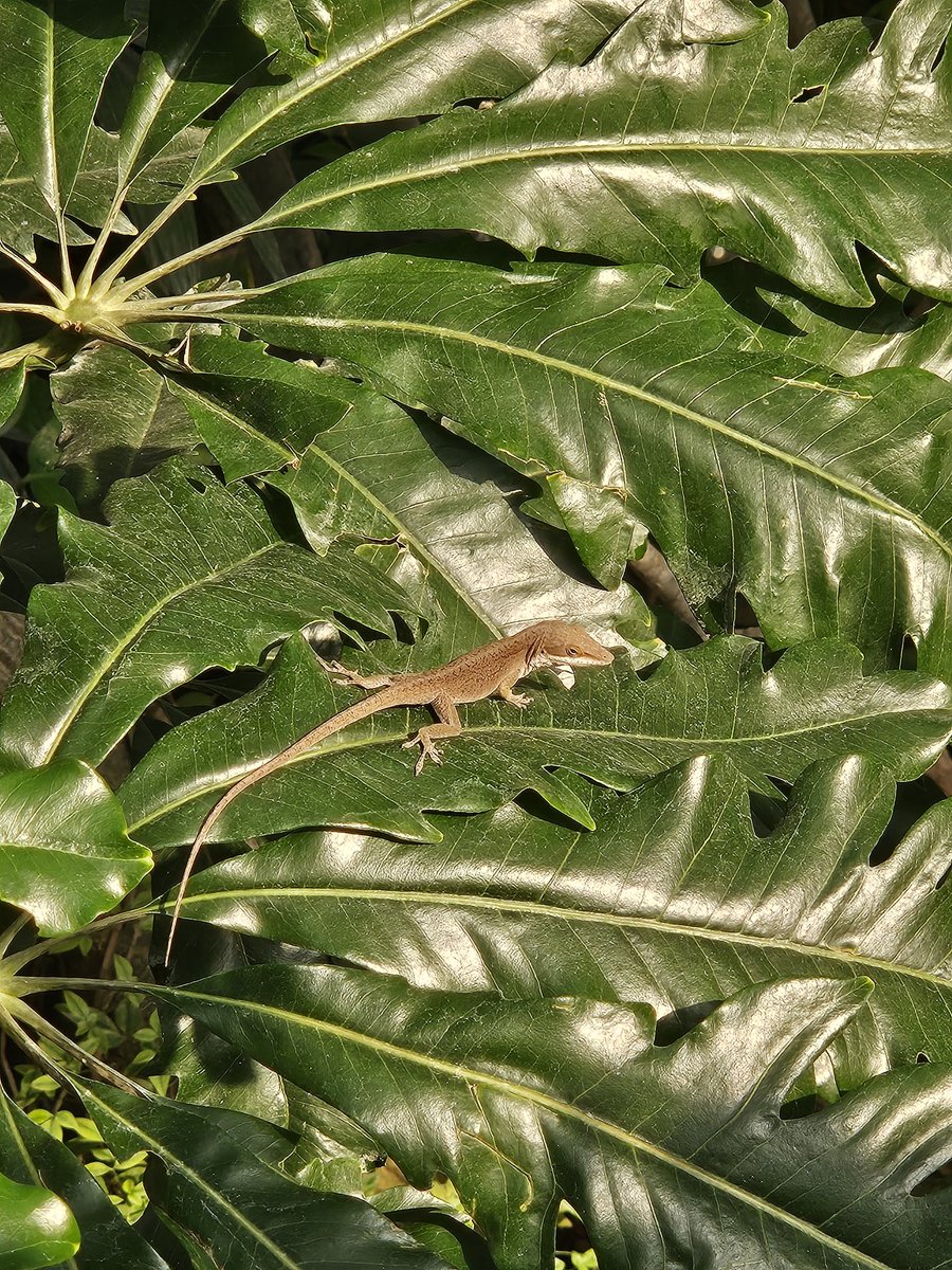 FrostzMonkey tweet media