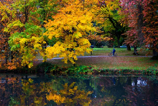 rhodendron tweet media