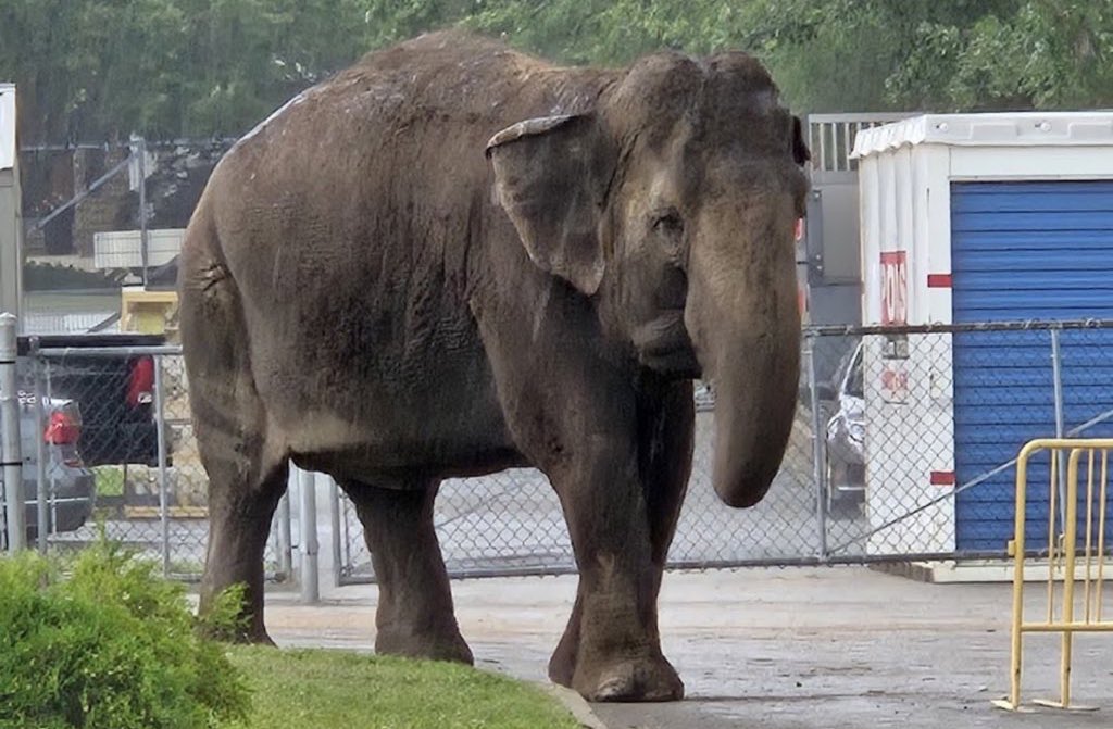 #T4Animals 🐘🦁🦒🐅🦊🦔🐻 tweet media