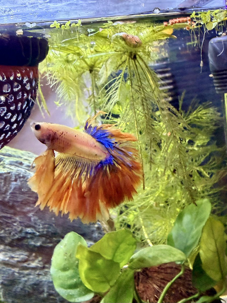 NikeAirBri tweet media