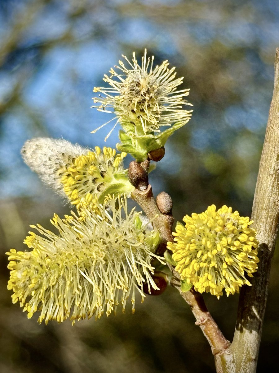 Rob Hoeijmakers tweet media