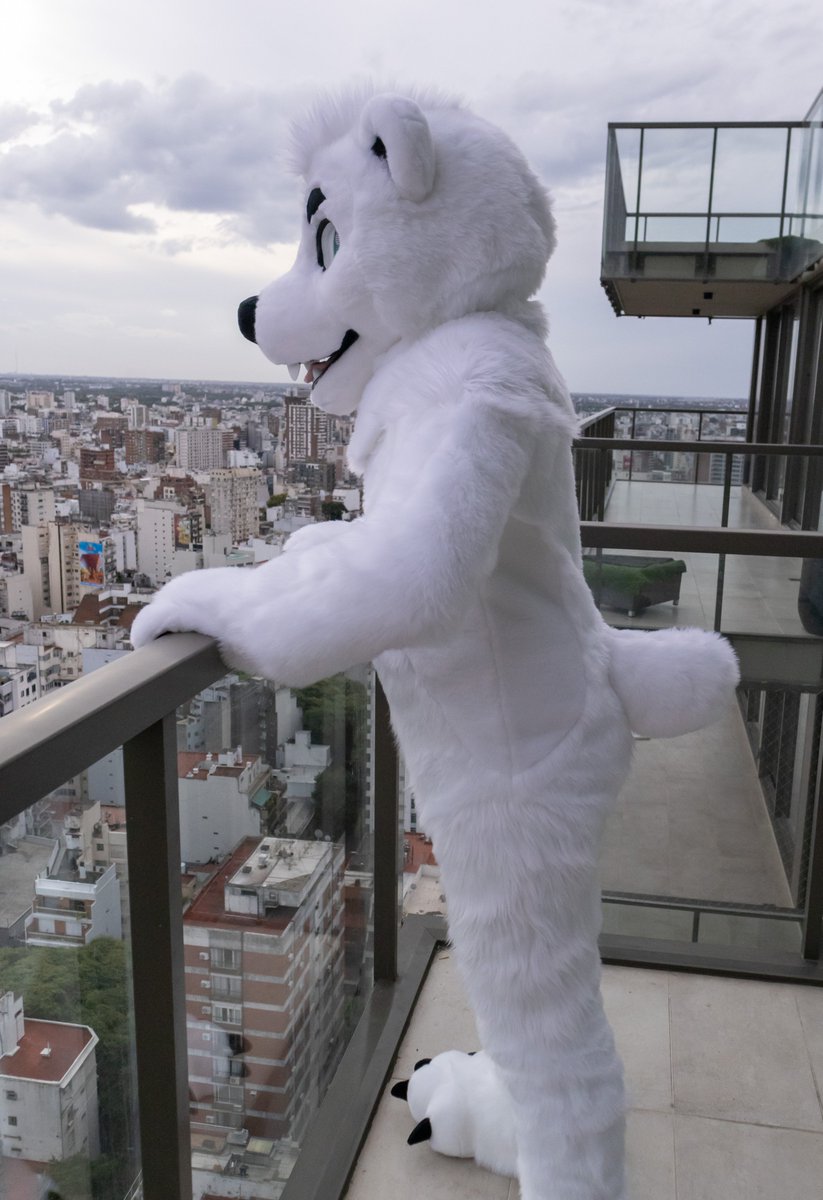 Ursidae Suits! tweet media