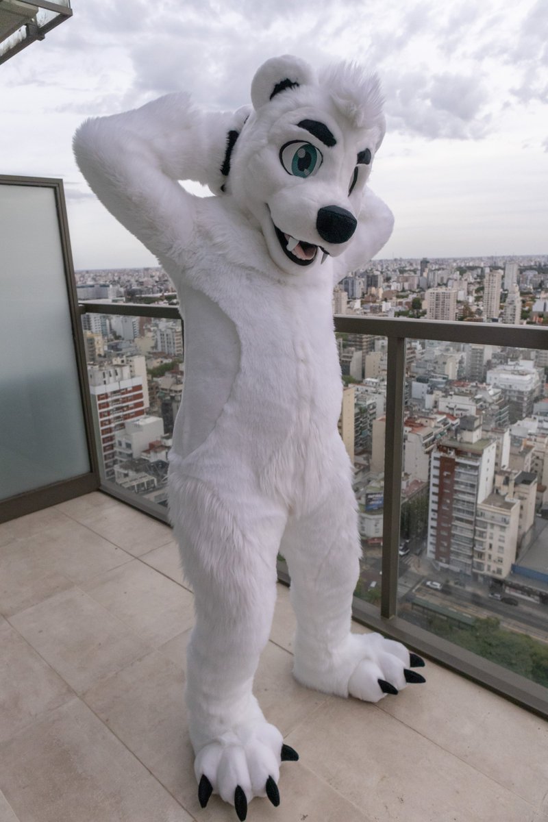 Ursidae Suits! tweet media