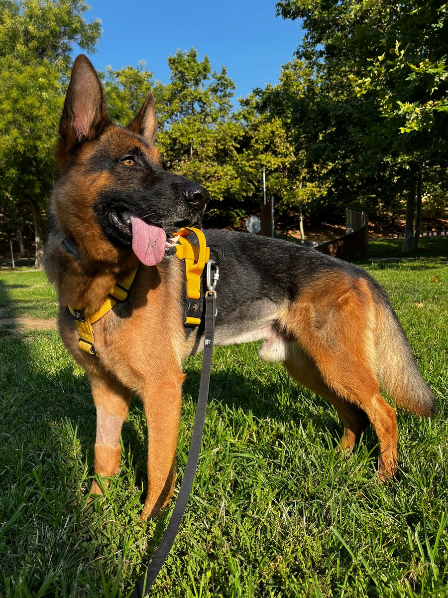areagossosbdn's tweet photo. ⚠️MALTRATO ANIMAL⚠️
Este perro fue rescatado por la policía local de #Terrassa en este estado (foto1).
En manos de una casa de acogida se recuperó(foto2)
Ahora el @ajterrassa quiere devolverlo a quien lo tenía así. 
 @jordi_ballart como alcalde, esto és #MaltratoAnimal 
📣📣📣 https://t.co/iWWCB2yjJw