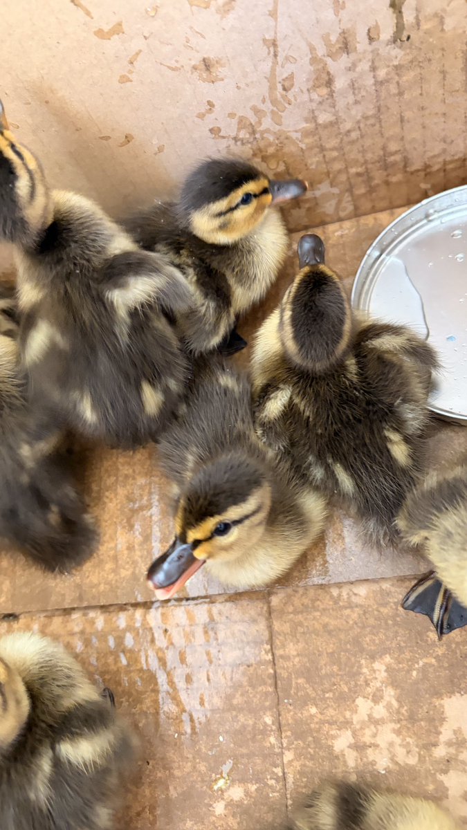 the conspiratorial 17 tweet media